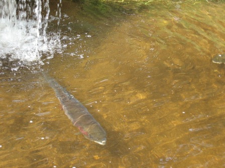 poisson